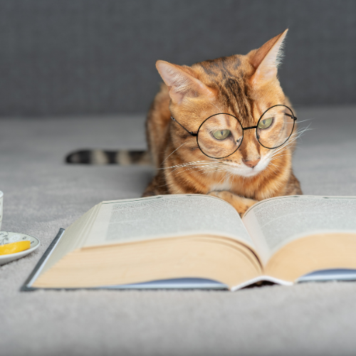mkmarketingco's tweet photo. The Readathon’s intention is to build bonds among animals, children, teenagers, adults, the elderly, the sick and strong, the old and young, the rich and the poor, the failing and the fruitful, meeting in the center of others and self, in the middle.

https://t.co/Fd6VlSLsta https://t.co/bmsdOnyTI1