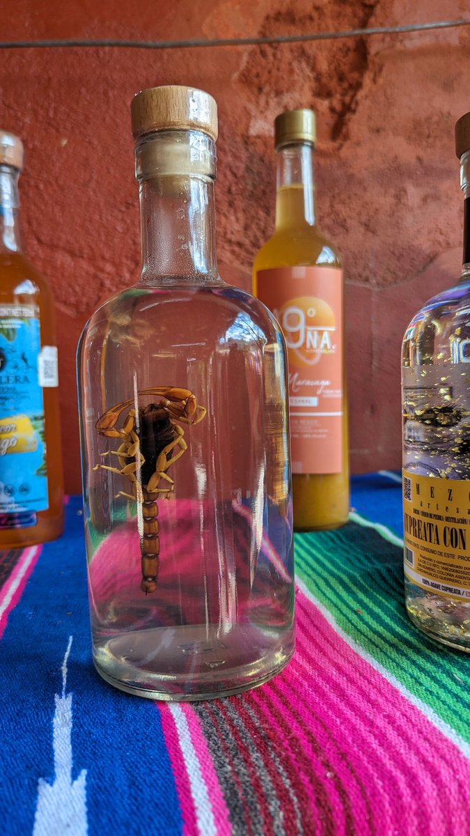 SDPhotos22's tweet photo. #Mexico #Tequila #Scorpion #happyroom #Travel #beautiful #PhotographyIsArt https://t.co/T8mGziALam