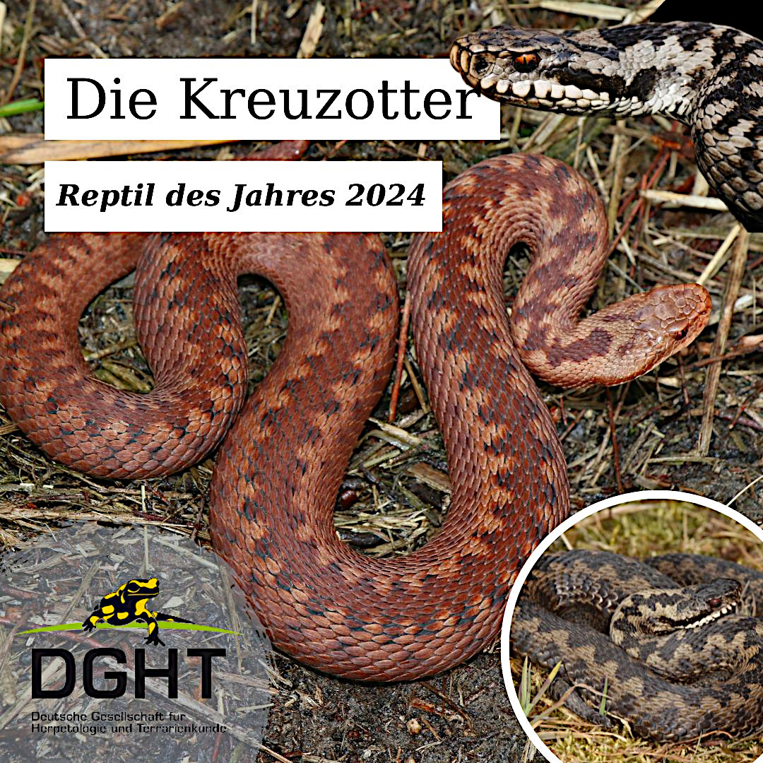 𝗦𝗰𝗵𝗹𝗮𝗻𝗴𝗲 𝗱𝗲𝗿 𝗦𝘂𝗽𝗲𝗿𝗹𝗮𝘁𝗶𝘃𝗲 – 𝗱𝗶𝗲 𝗞𝗿𝗲𝘂𝘇𝗼𝘁𝘁𝗲𝗿 𝗶𝘀𝘁 𝗥𝗲𝗽𝘁𝗶𝗹 𝗱𝗲𝘀 𝗝𝗮𝗵𝗿𝗲𝘀 𝟮𝟬𝟮𝟰

dght.de/startseite/nat…

Fotos: Axel Kwet, Michael Waitzmann.