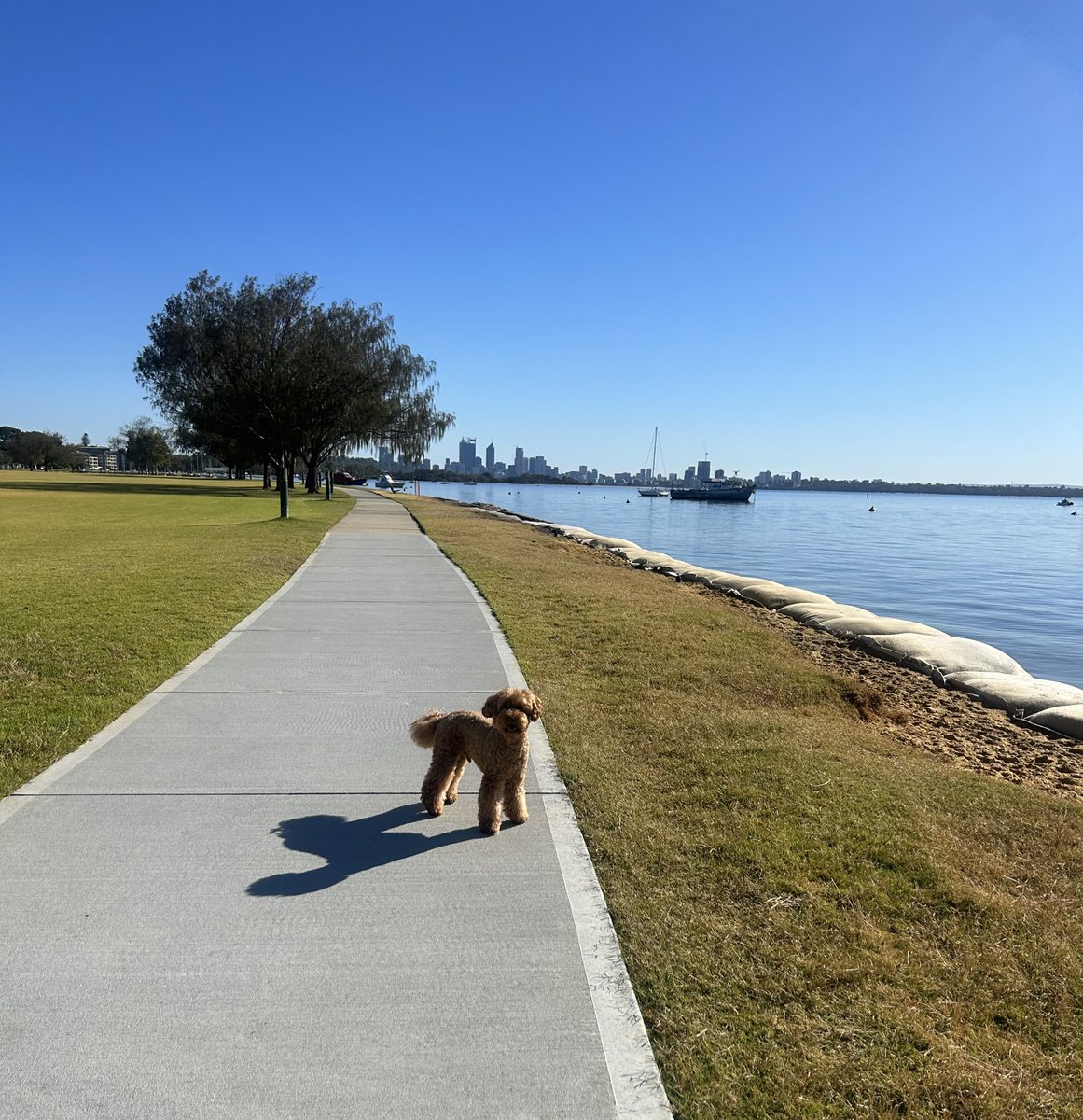 EvyLitop's tweet photo. Spectacular day ahead of a hot week in #Perth #sunsoutbunsout ๐ ๐๏ธ #Perthisokay ๐ซถ https://t.co/k5NafY3xeL