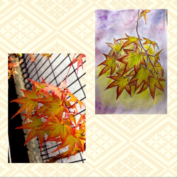 「maple leaf」 illustration images(Latest)｜5pages