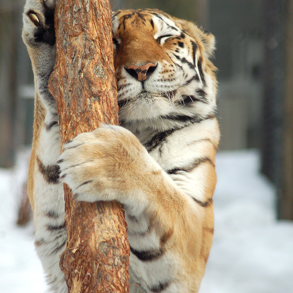 Have a conservationist in your life who loves animals as much as this Amur tiger loves this tree? AZA's Holiday Gift Guide has you covered with wild and wonderful gift options! 🎁 Check out our guide: bit.ly/3SH7yJQ 📸Connect Photo Contest '09 Nancy Racine, @ZoodeGranby