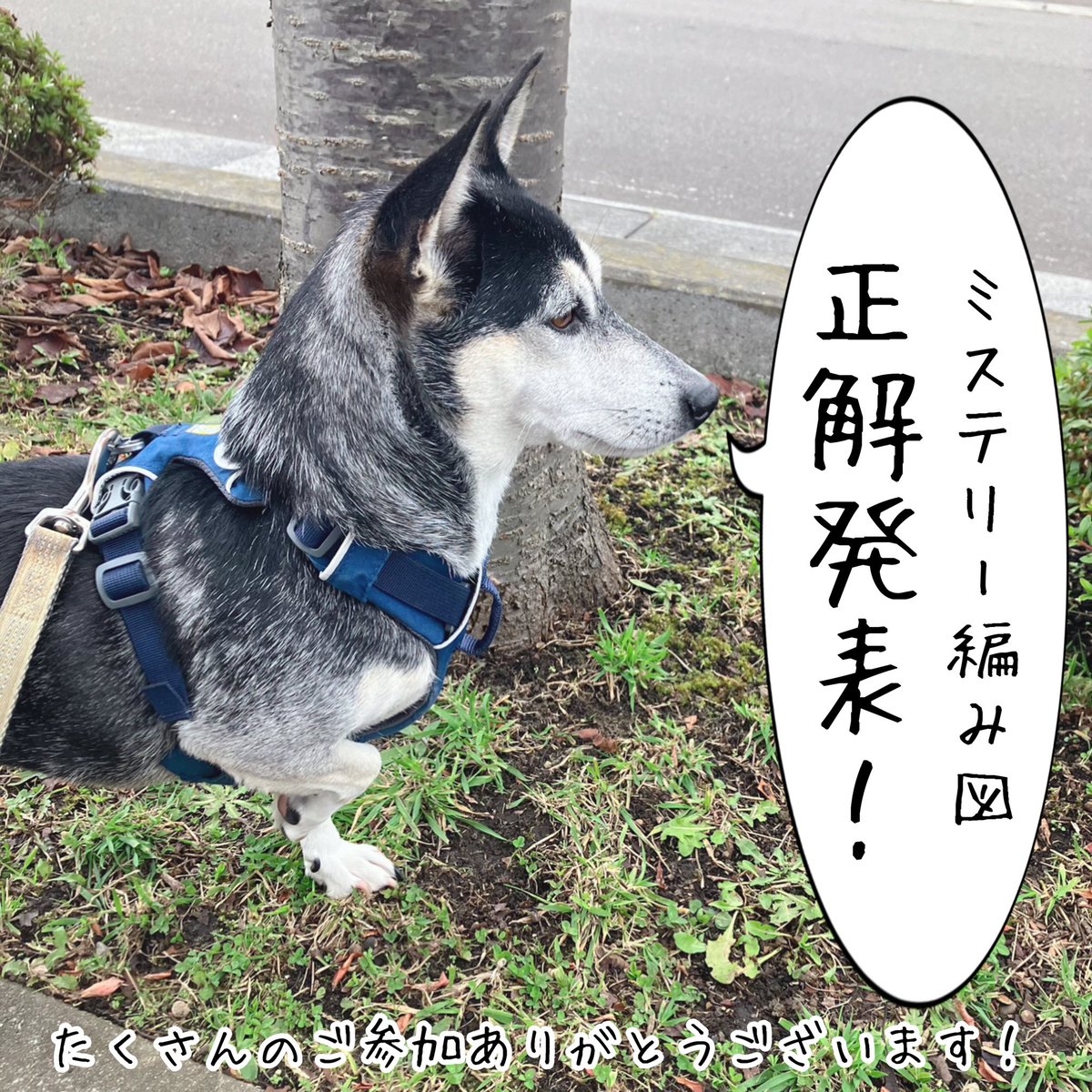 atelier_mati's tweet photo. 【ミステリー編み図】正解発表！
開催中は沢山ご参加いただき、楽しい時間をありがとうございました！

正解は、ミニツリーでした🎄
分かった方���、そうじゃない方も、ぜひ完成品をお披露目していただけたら嬉しいです😊

編み図・動画はブログにて公開中です❣️

#ateliermatiミステリー編み図 https://t.co/E6iWHDZ090