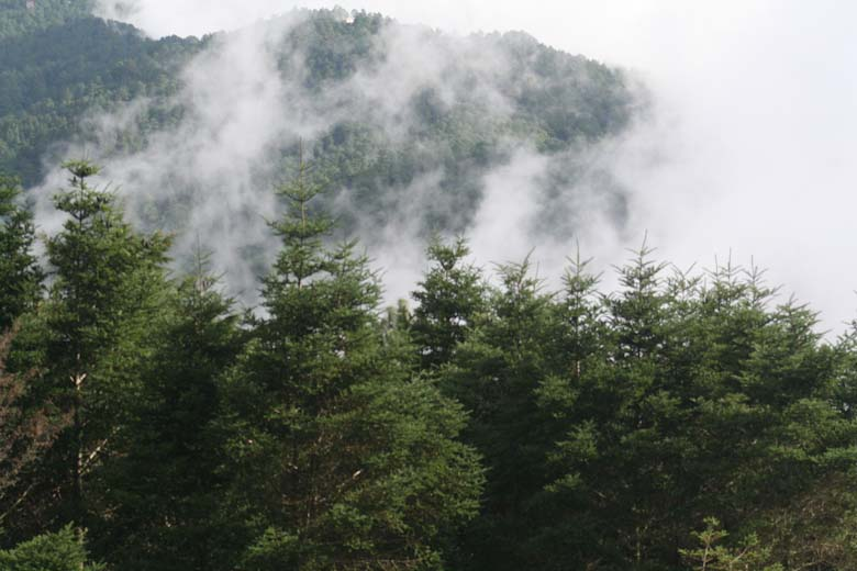 El más meridional de su género, Abies guatemalensis, medra en latitudes intertropicales entre los 1.800 y los 4.100 m de altitud, en México, Guatemala, Salvador y Honduras, siguiendo el trazado de las cordilleras, en un ambiente fresco y húmedo.