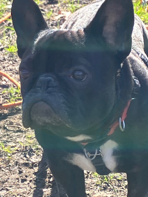 HudsonValSojourner (@hvsojourner) on Twitter photo Love A Dog
and they will love you back but twice as much and forever. Love A Dog
and they will love you back but twice as much and forever.