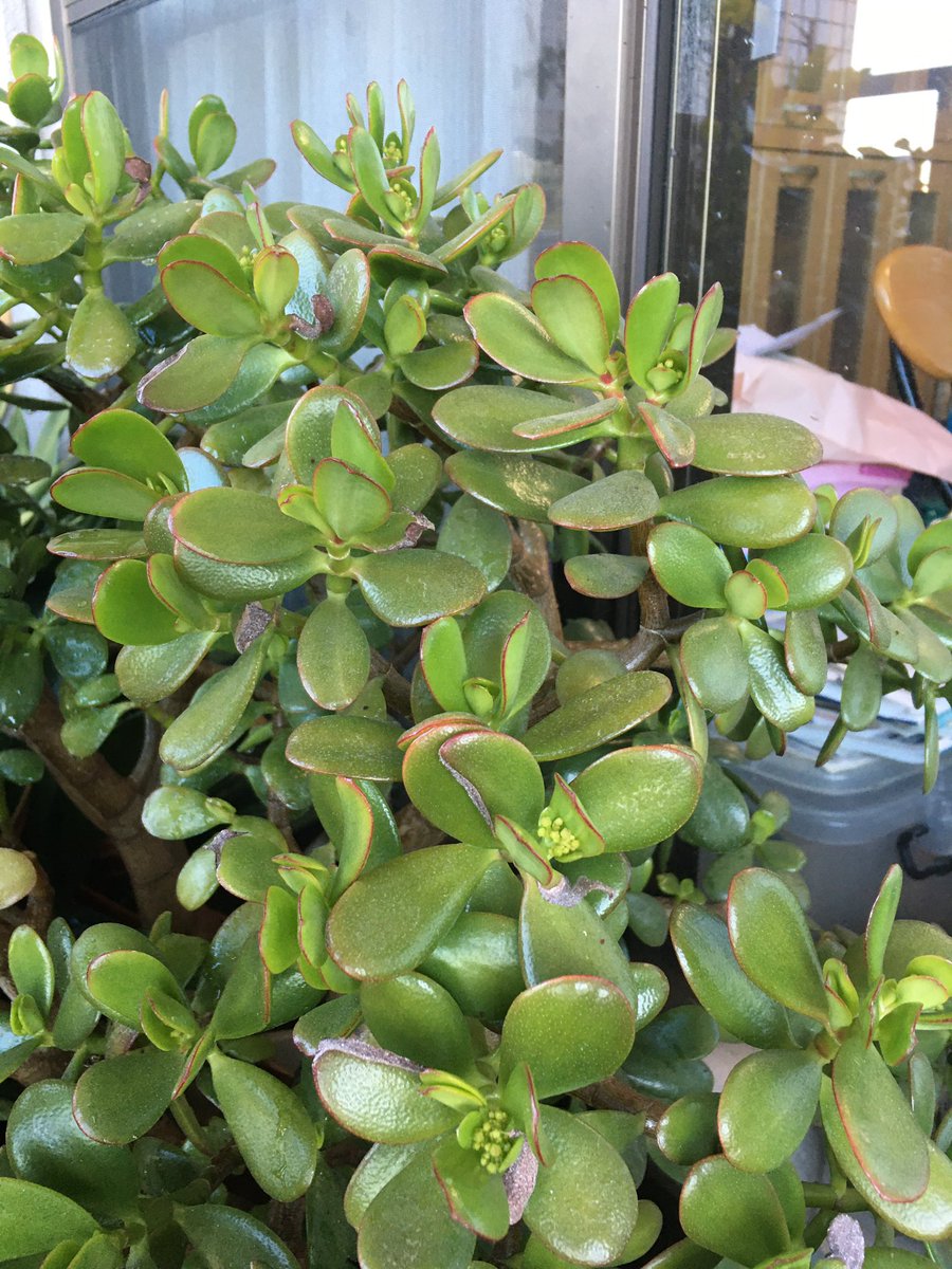 おはようございます☀
今日は、地域の大会に出場，試合です。

発見！
ベランダの金のなる木に花らしきものが、、、。