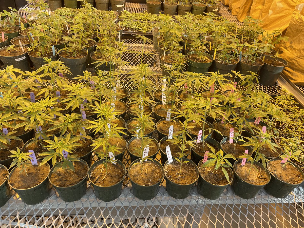 Checking on one of our lab’s greenhouse experiments today. 
#Gibsonlab #Industrialhemp #Plantcompetition #weedecology