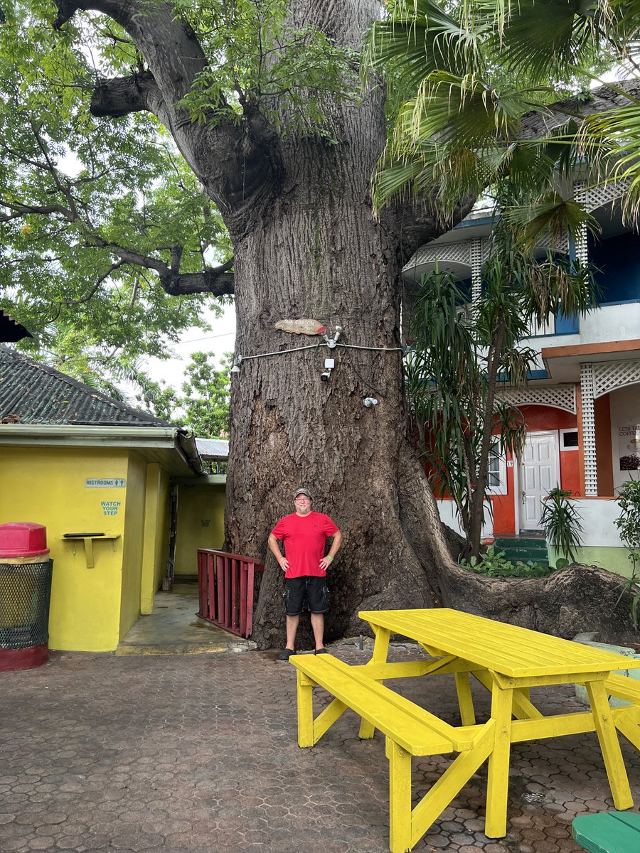 shedbound's tweet photo. 325 year old Cotton tree in the middle of a bar in #MontegoBay https://t.co/zXgEtXpyKr