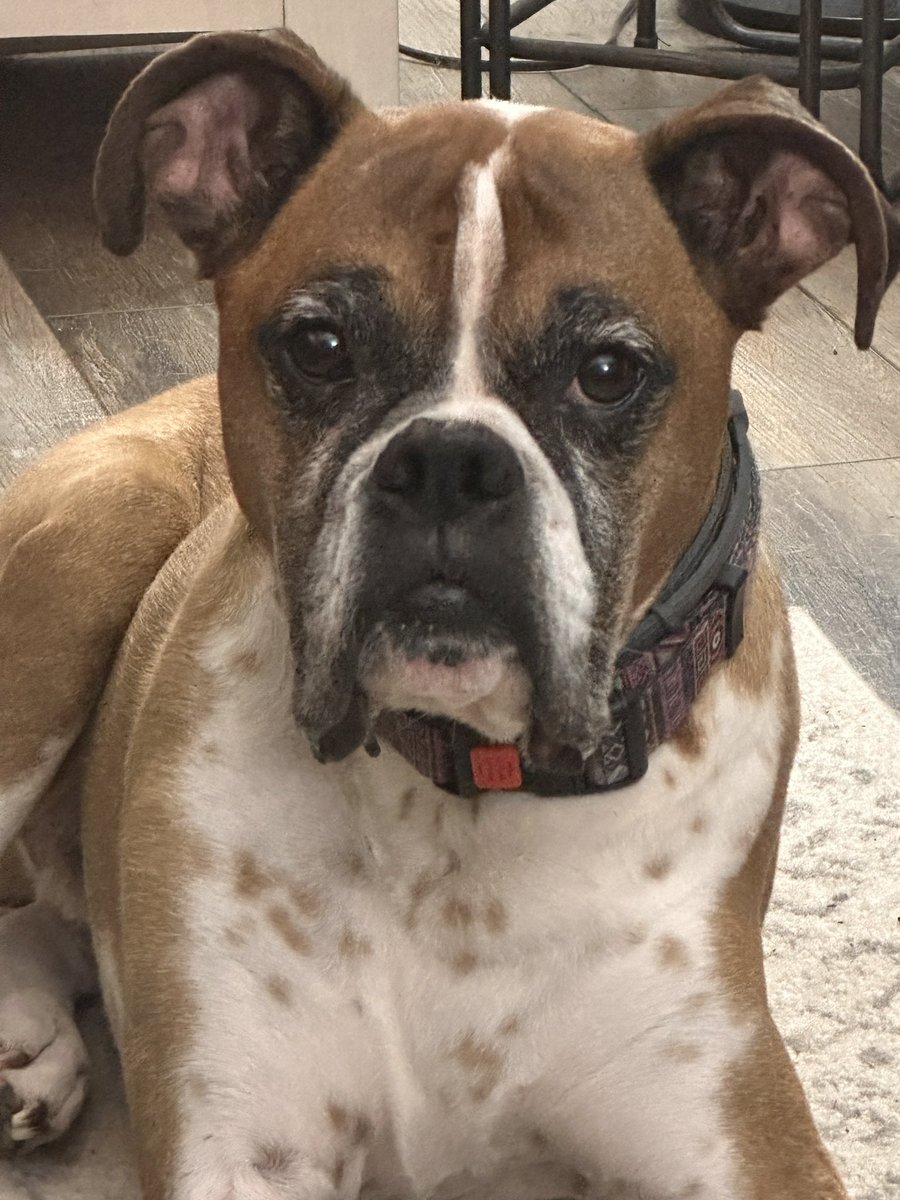 ForgeyRuth's tweet photo. @BethMooreLPM The most heaven like love is from our pups. So unconditional. Prayers for me as George is not much longer for this world. He’s been the best boxer ever. https://t.co/aYT1a1G9pE