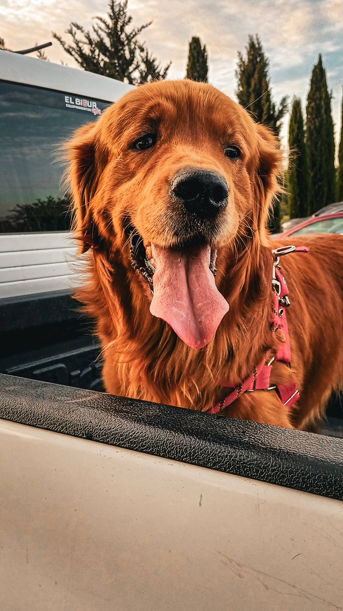 Daniel Perez tweet media