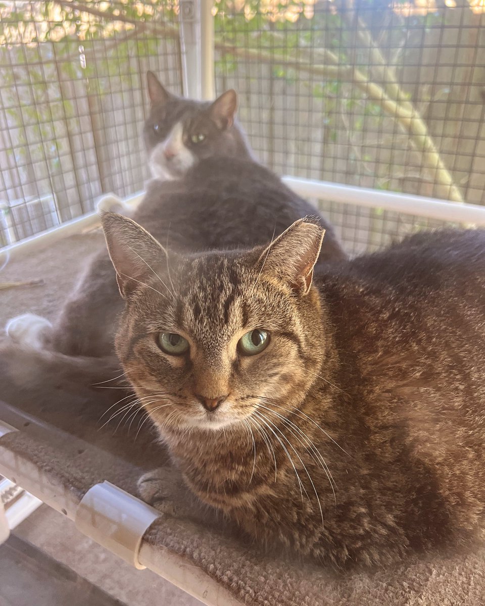 BayStateAnimals's tweet photo. Order from Jake n Joe's Norwood on Dec 7th, eat in or take out, and they will generously donate 20% to our rescue! 
- Ask to mark Fundraiser on your check. 
- Ordering online? 
Order 'Fundraiser' and put BSAC as a special instruction. 

 🐈 @JakenJOES 

https://t.co/i0DVIUxUsE https://t.co/k5X408GcOV