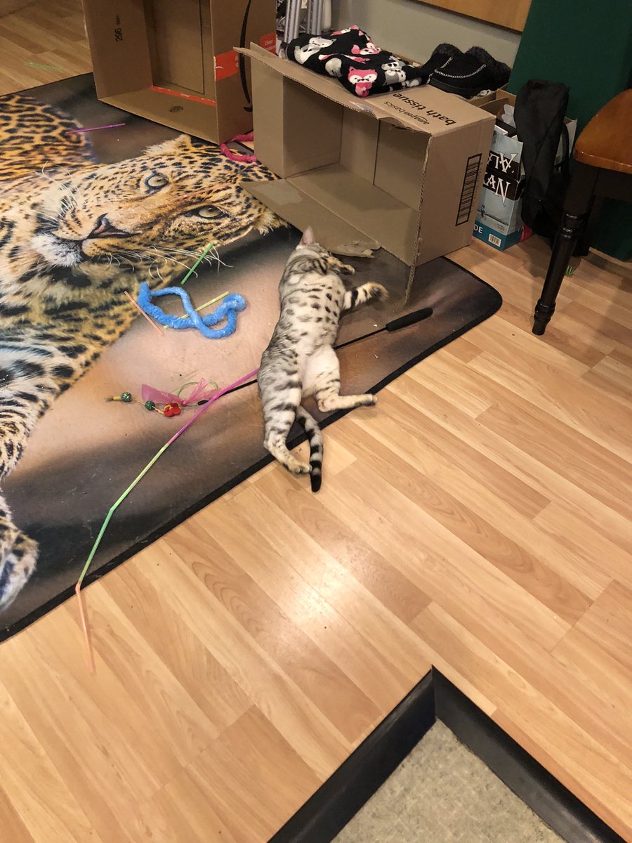 CrystalHutchens's tweet photo. Momma’s getting knocked up tonight!! Not me numb nuts…kittens in two months. 😆😆😝😭. I can’t wait. Kitten weeks are the best weeks of the year ☺️🥰❤️. https://t.co/FTQTGm9ph3