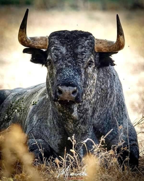 LO QUIERO VIVO Y HERMOSO 
NO AL MALTRATO ANIMAL