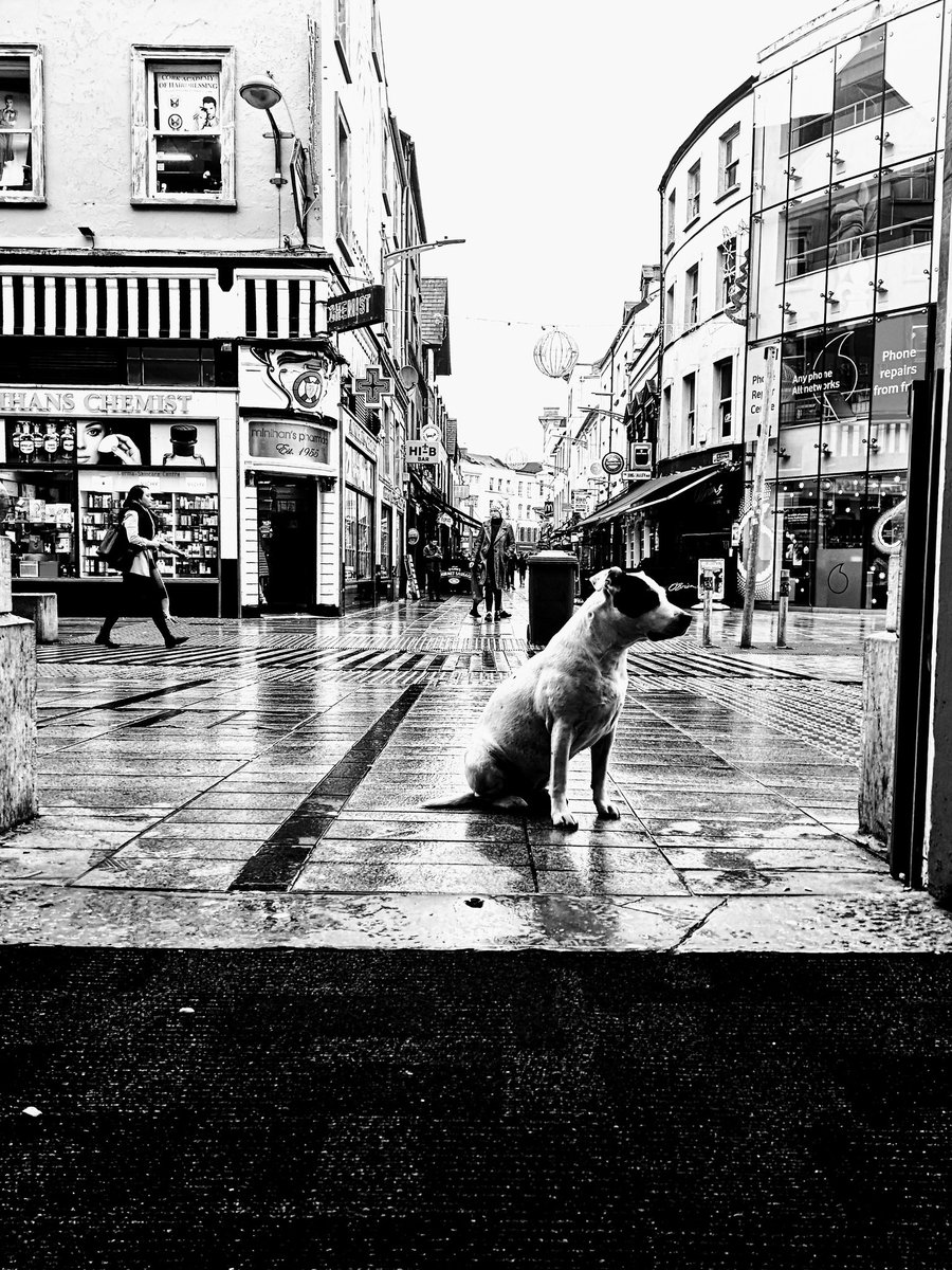 BillymacGill's tweet photo. STREET PHOTOGRAPHY CORK PHOTO COPYRIGHT BILLY macGill. 18 /11 /23..a Dog waits patiently for his owner outside the GPO Cork this wet November morning #corkhidden #Corkhistory #cba #failteireland #irishexaminer #environment #wellness #europe #tourism #tourists #architecture #Cork https://t.co/SGTvthcx0k