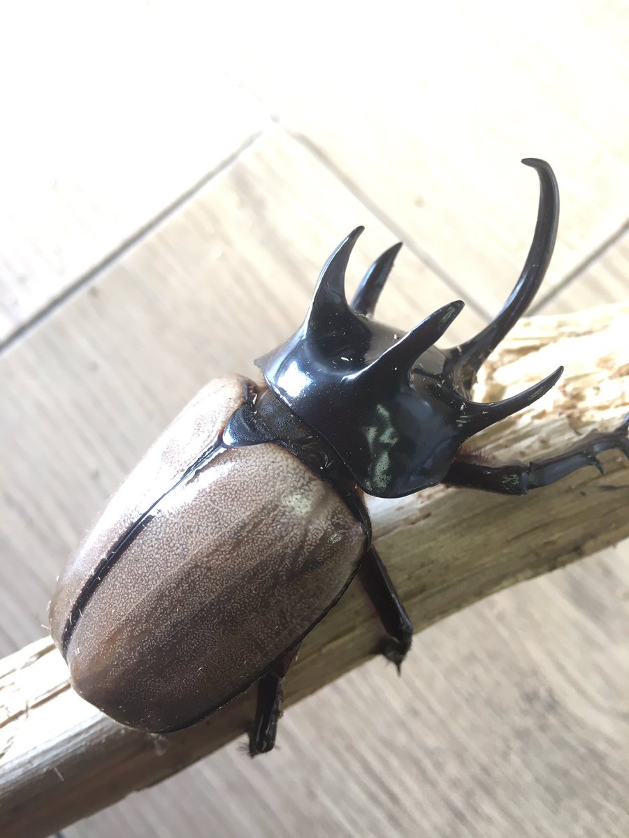 おはようございます ゴホンヅノカブトの新成虫ペアが 入荷しました