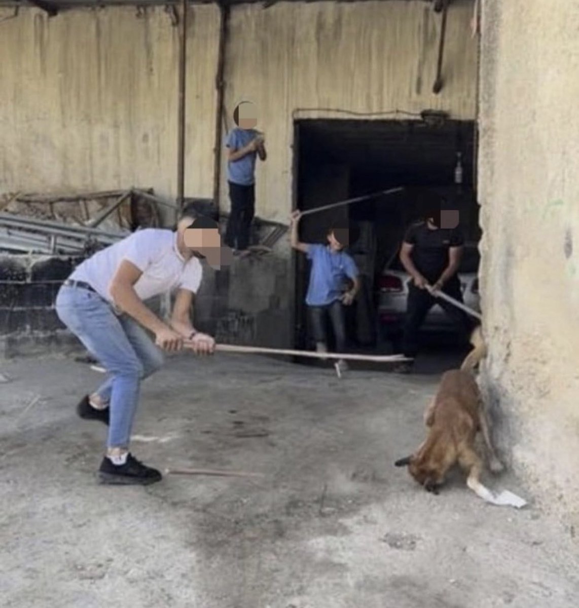 In 2018, the Mayor of Hebron, a Palestinian city in the West Bank with a population of 220,000 offered Palestinians $5 for killing dogs. The mayor told Palestinians to kill as many dogs as possible and offered a $25 reward for killing 5 dogs. Thousands of dogs were then shot…