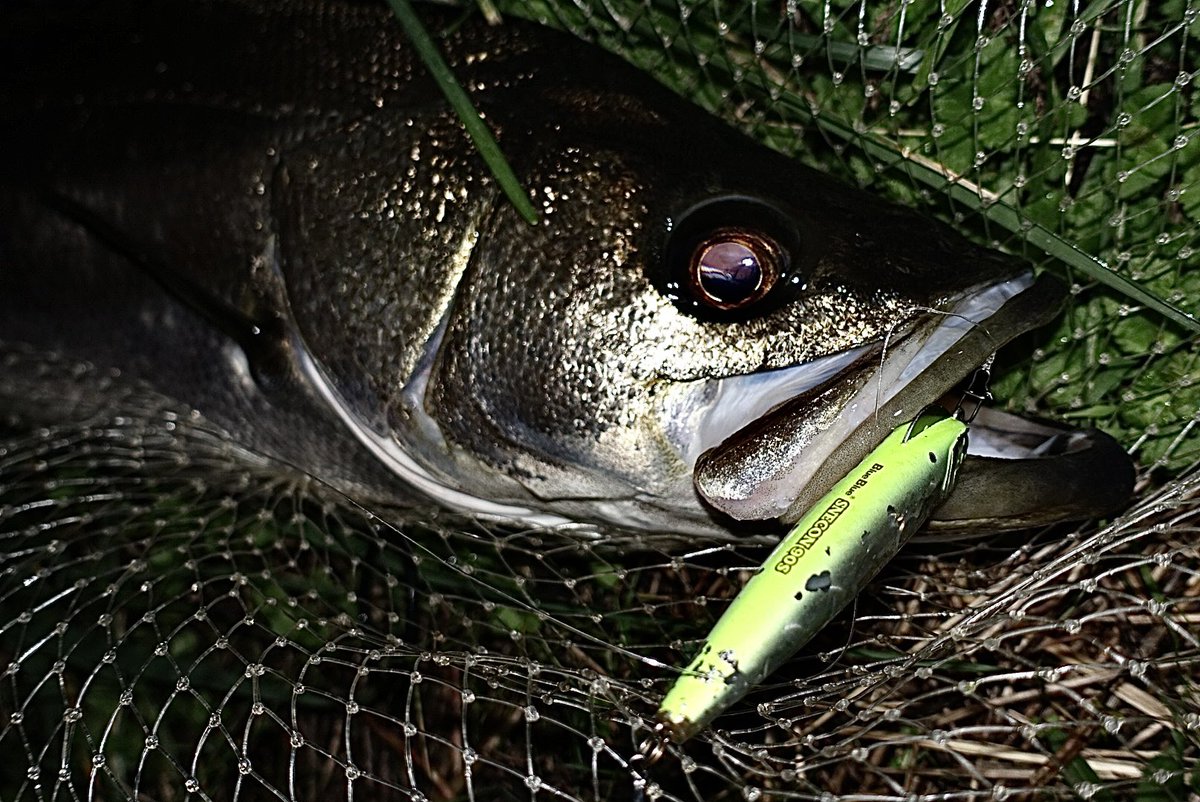 toshizou0036's tweet image. 昨夜88㎝の良いコンディション♪
ジグザグ丸呑み…リーダーぎりぎり。
スネコンでも70アップ😎
#fimo #fimoフィールドモニター