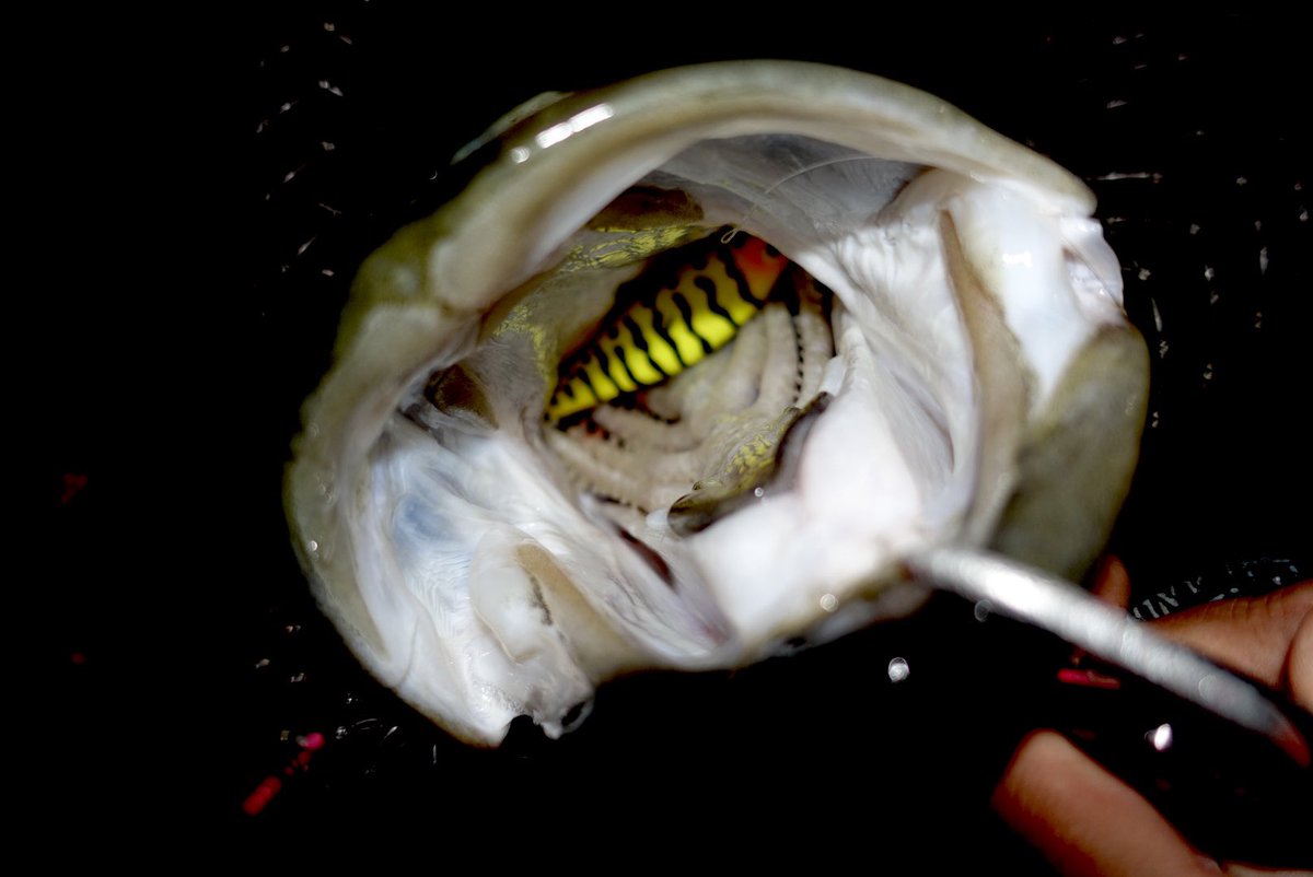 toshizou0036's tweet image. 昨夜88㎝の良いコンディション♪
ジグザグ丸呑み…リーダーぎりぎり。
スネコンでも70アップ😎
#fimo #fimoフィールドモニター