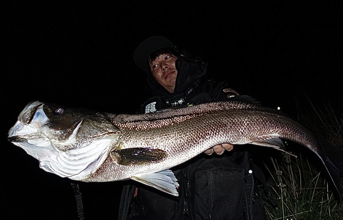 toshizou0036's tweet image. 昨夜88㎝の良いコンディション♪
ジグザグ丸呑み…リーダーぎりぎり。
スネコンでも70アップ😎
#fimo #fimoフィールドモニター