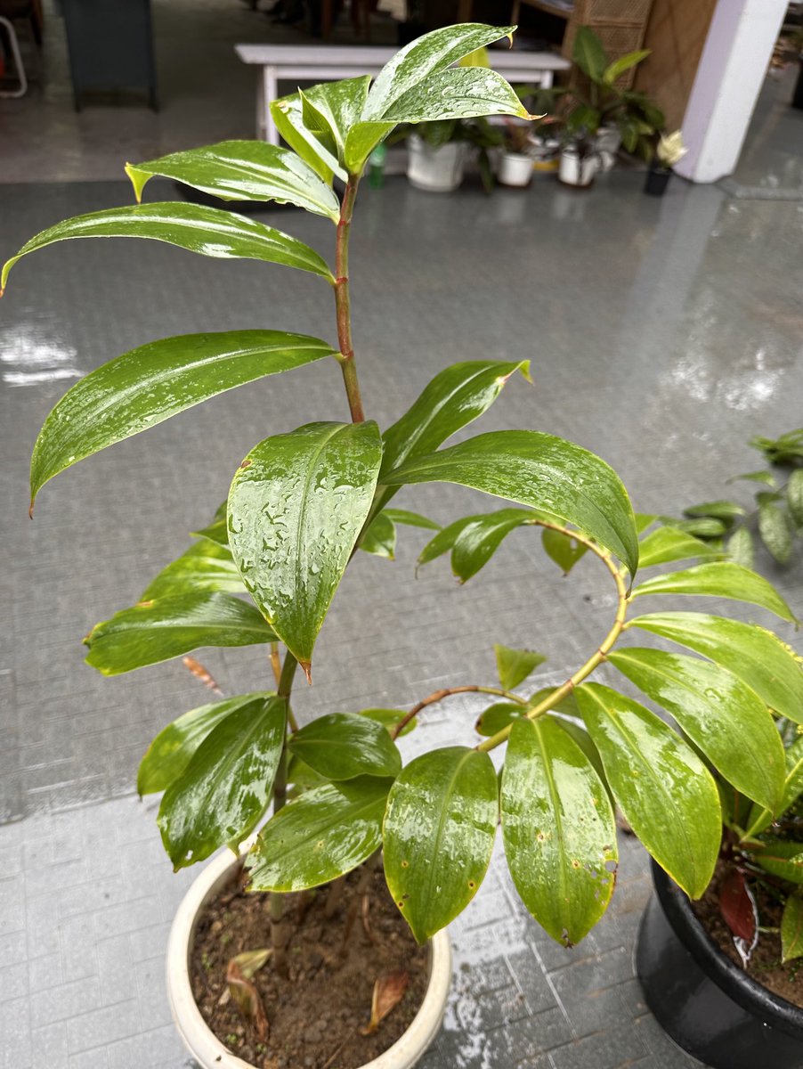 #plantidentification …
Crepe ginger or Costus speciosus.
Its roots are used in Ayurvedic medicines.
Family: costaceae
#mygarden 
#MedicinalPlants 
#Ayurveda