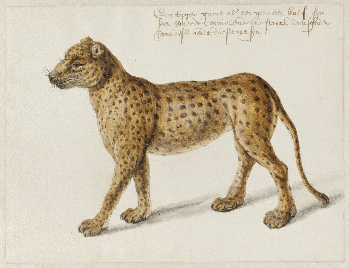 A jaguar, strolling jauntily along. Drawn in Brazil by Dutch artist Frans Post, whose day was today.