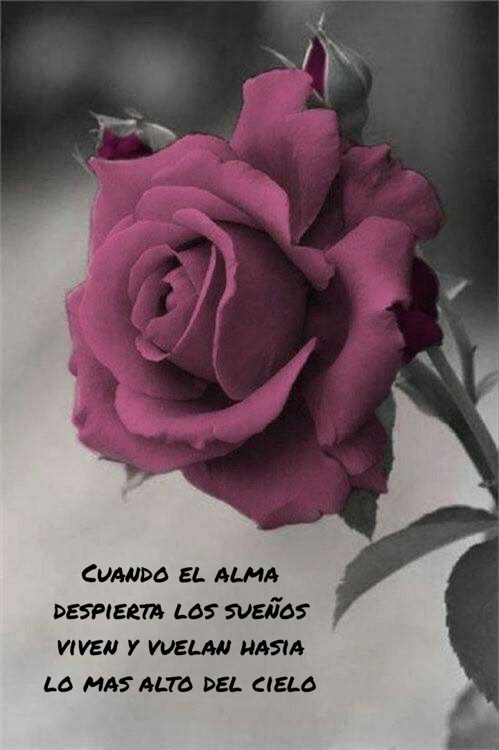 Cuando el alma
despierta los sueños
viven y vuelan hasta
lo más alto del cielo.