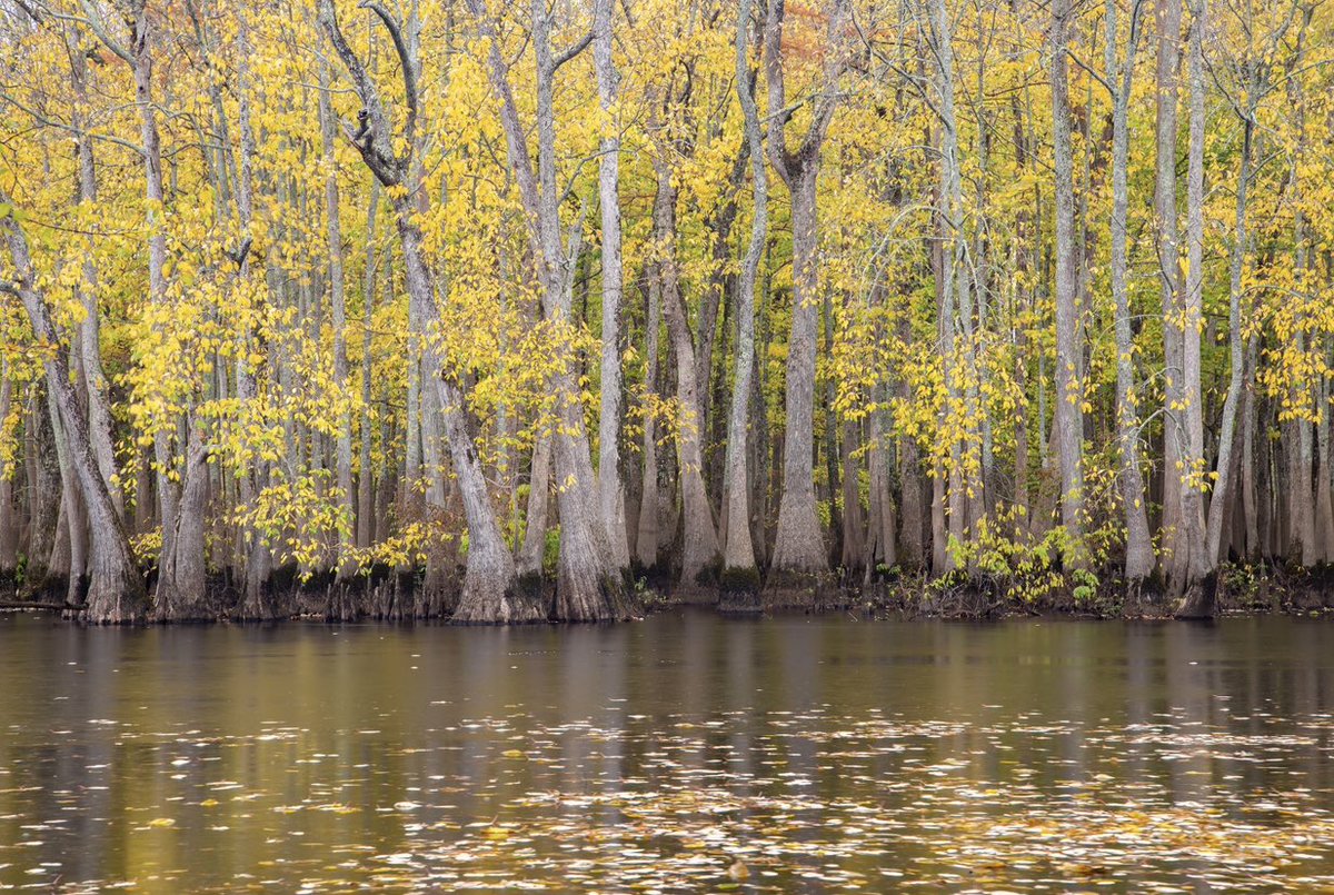 Fall colors on a rainy day at Hickson Lake, in the Arkansas Delta.

#Arkansas #ArkansasDelta #fallcolors #arkansasphotography #wonderfularkansas