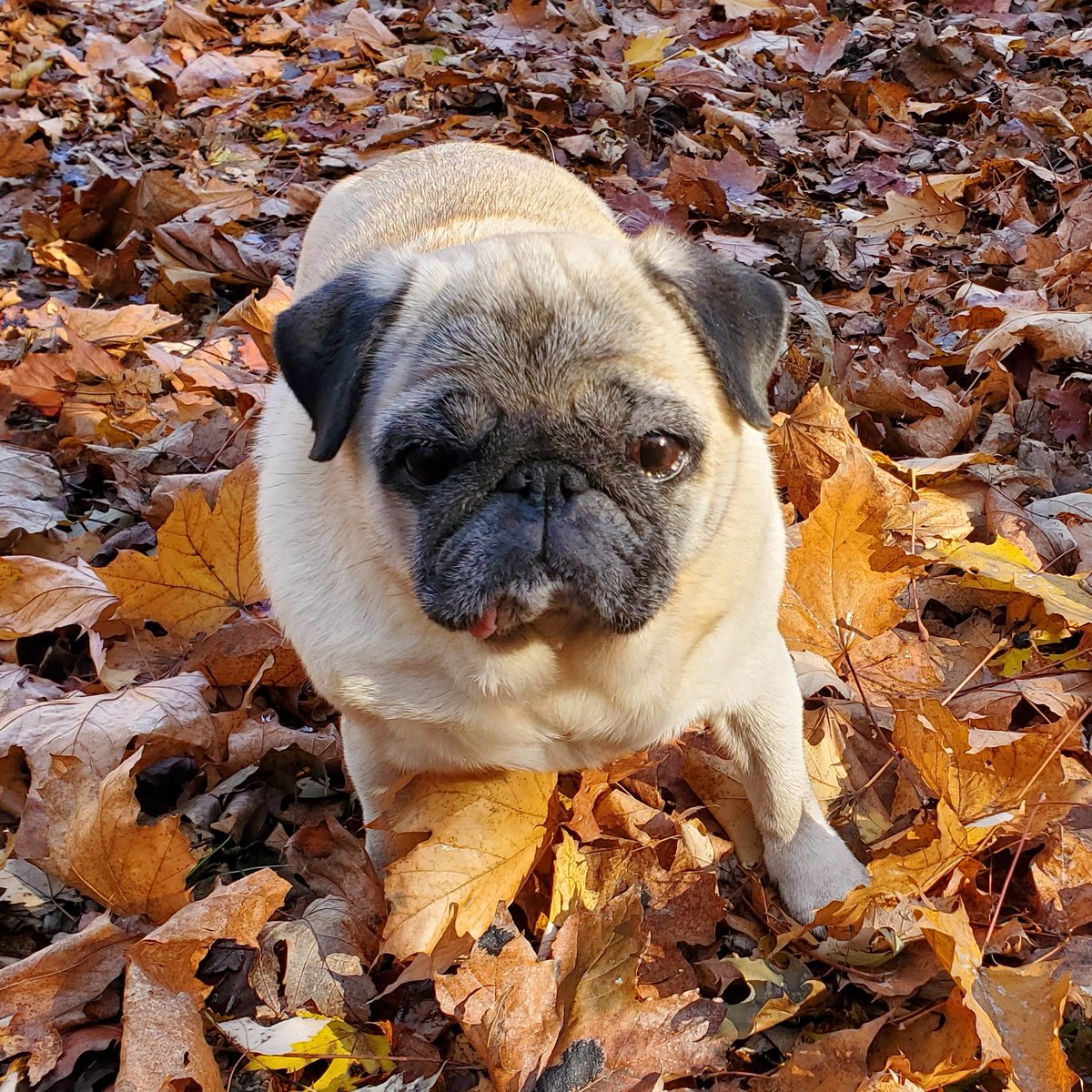 Margaret Angel tweet media