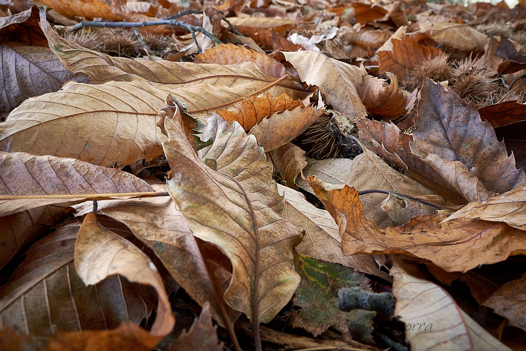 Inka19571957's tweet photo. Otoño. https://t.co/OESzblvb1V
