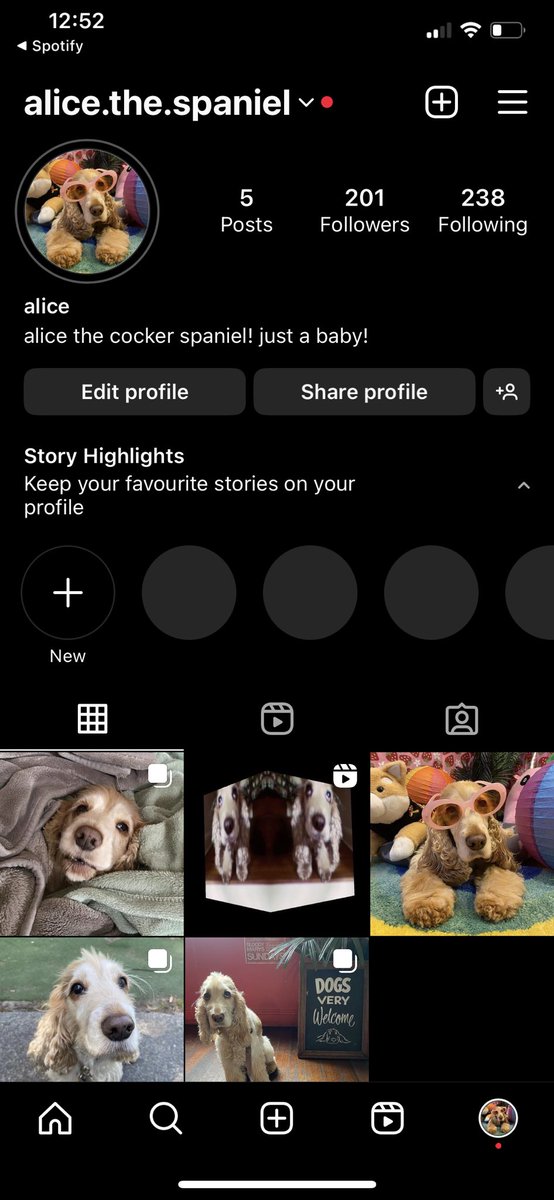 alice the dog tweet media