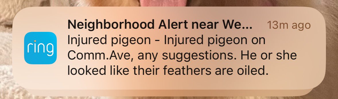 B_Engel91's tweet photo. Ring app notifications are getting out of control https://t.co/04Yn6XTc30