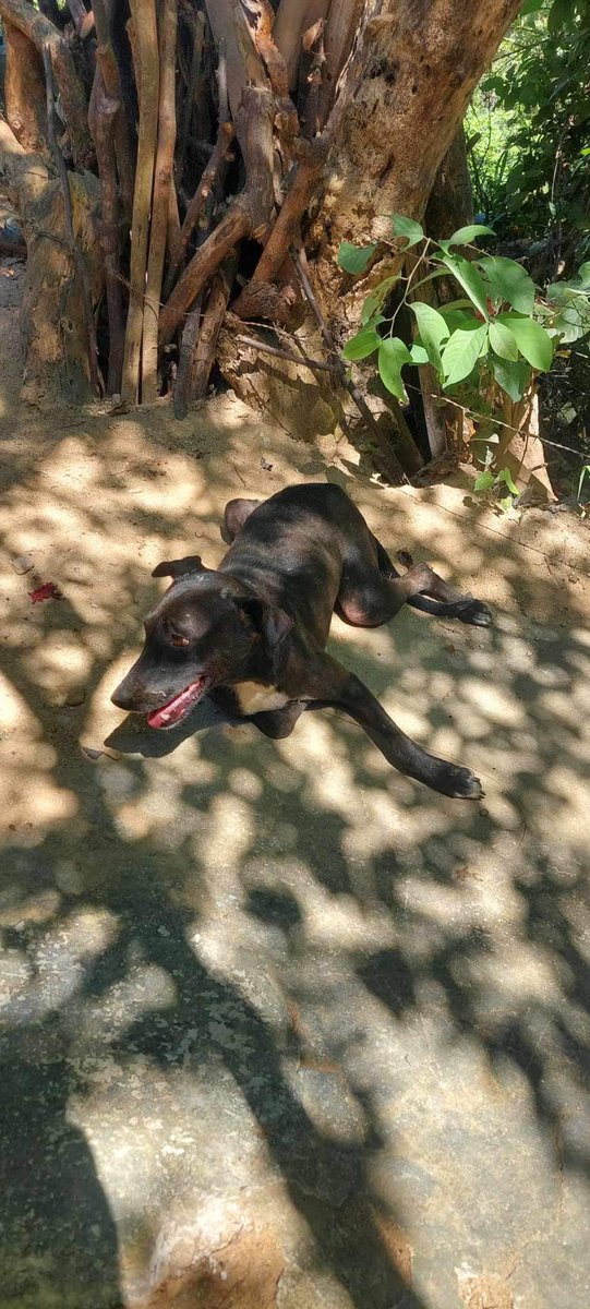 Patitas_Chalate's tweet image. @ibaelsalvador Es una pena, @GABEHASH que su equipo ayer cuando recibió los datos no haya hecho nada por la perrita. Se les reportó que habia sido envenenada y que estaba embarazada, además no puede moverse. Sus bebés pudieron morir y estar adentro aún. 
¿Esperan que muera?