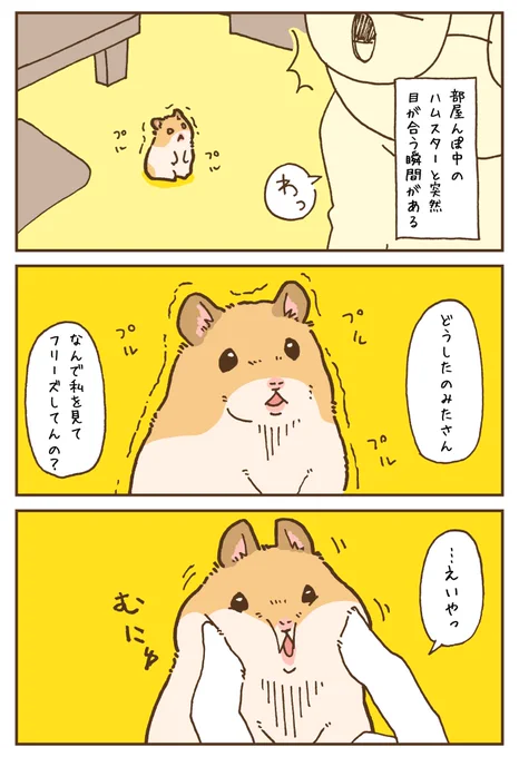 目が合ったらとりあえずちょっかい出しちゃう……🐹 