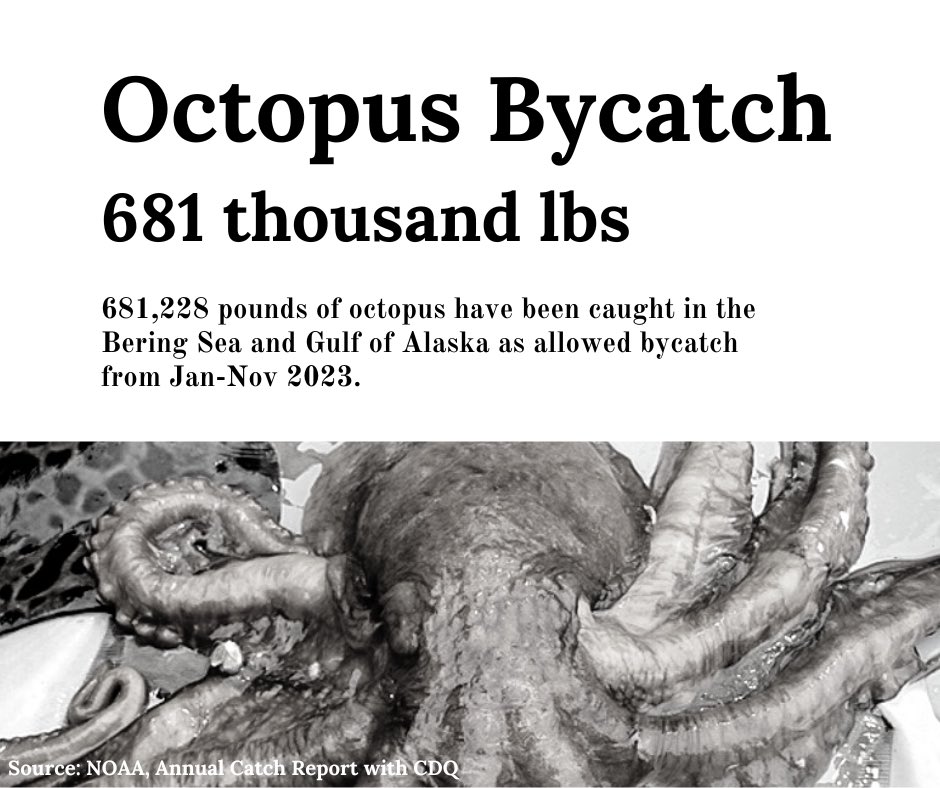Important species are being ignored and discarded (some retained and made into mush) in Alaskan waters every year. @Unpop_Science @kylehopkinsAK @AKNewsNow @AlaskaNPS @noaaocean @NOAAClimate @NOAAResearch @sanctuaries @lisamurkowski @MaryPeltola @POTUS @Trawler_Bycatch