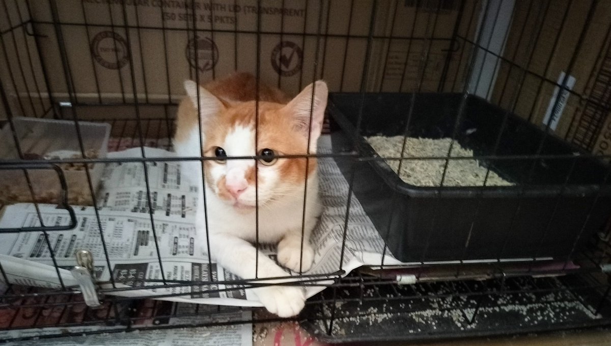 samantha_cavill's tweet photo. Soon kita bukak adoption untuk Grey dan Jack ya. Sabar tau korang dua, nanti kita carikan forever home untk korang❤️ https://t.co/ePD5Z615Mj