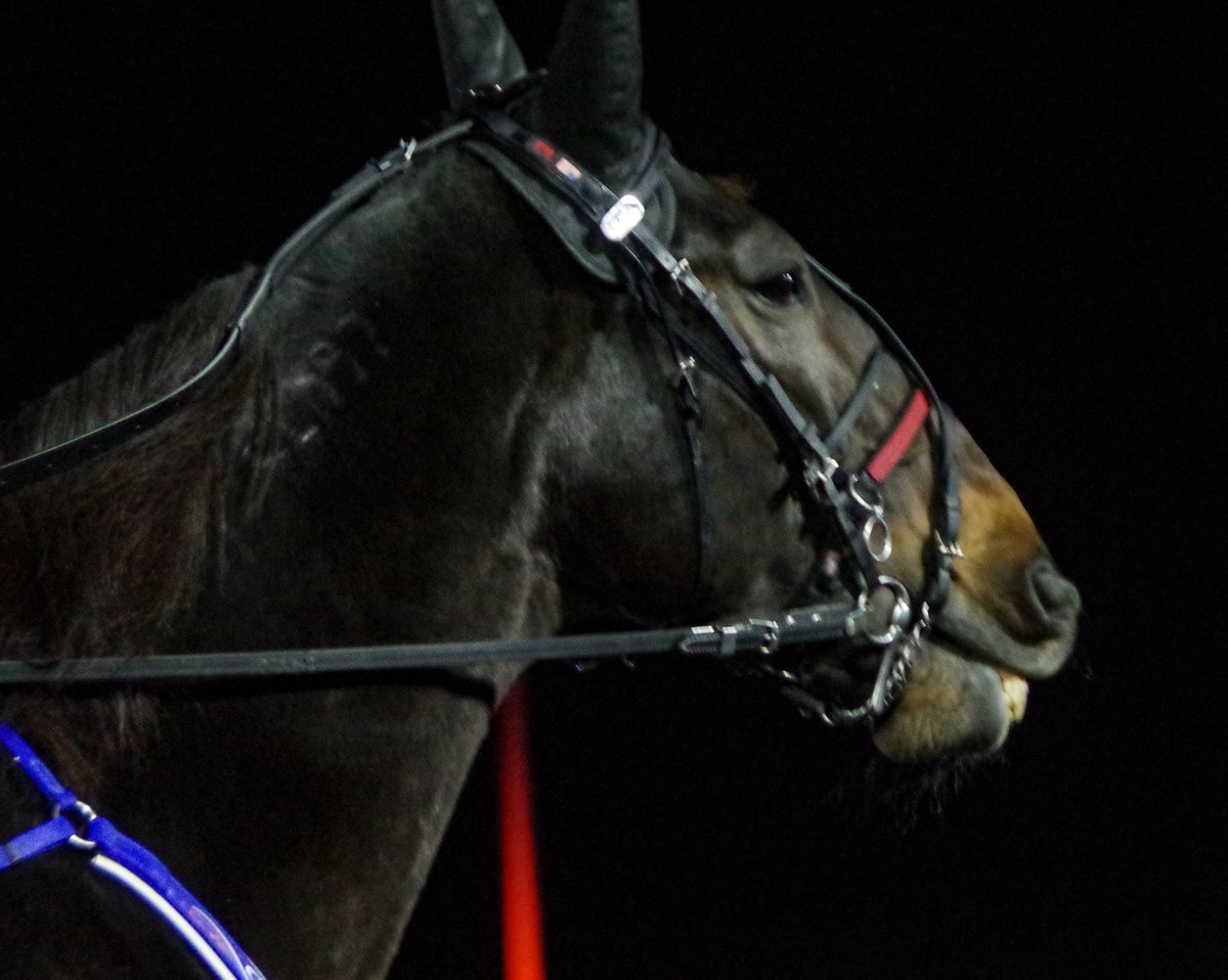 normf66's tweet image. Wishing a happy retirement to an incredible horse over the years @WoodbineSB Sintra @TheStableCanada @horseracingamac @ONTRacing #harnessracing #
