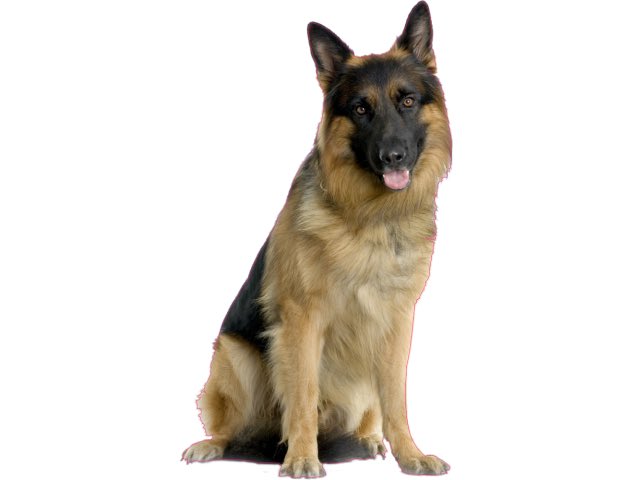 Epicier_du_coin's tweet image. Les Pilotes de F1 as chiengs: a thread 🏎️🏁🐶