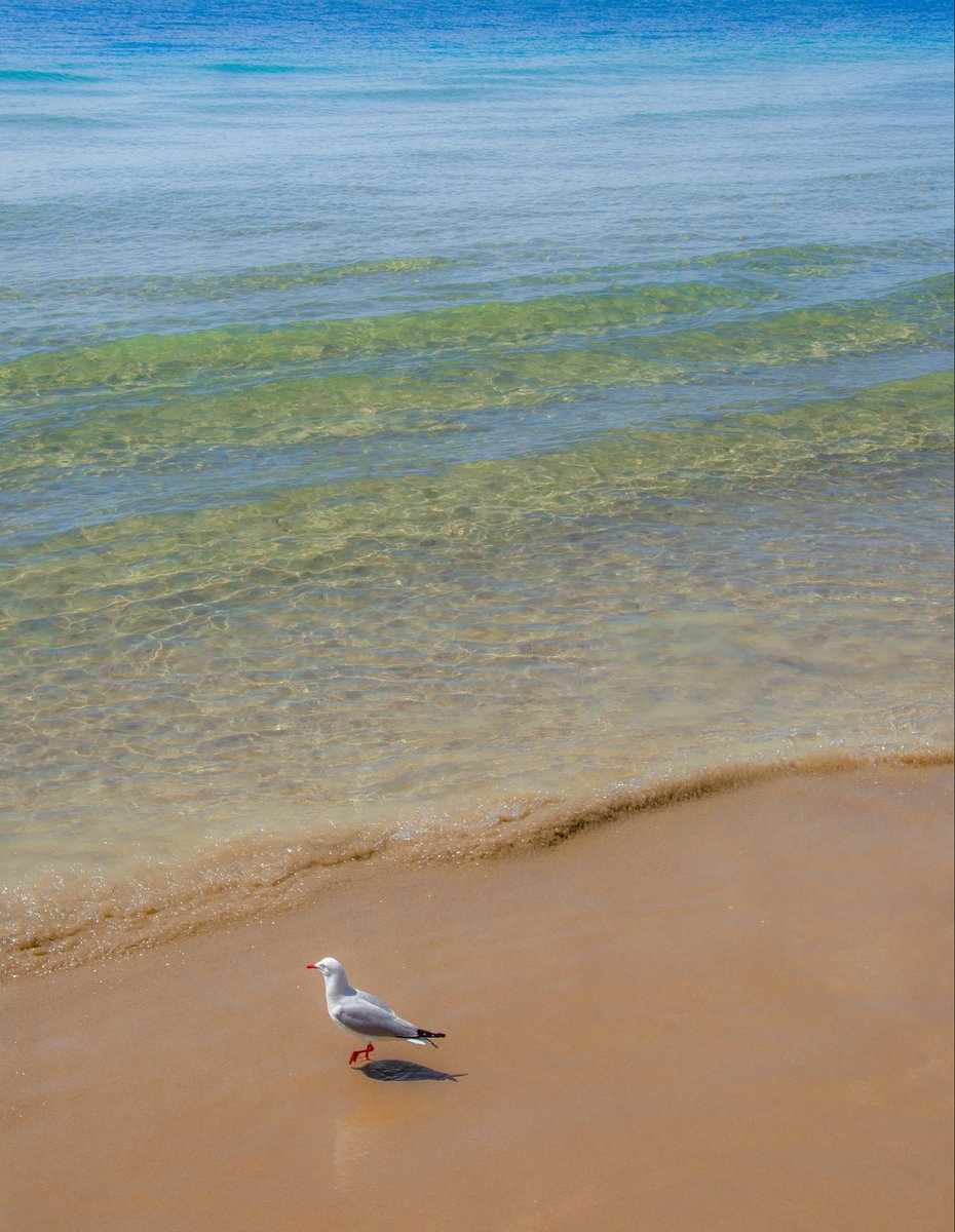 dotjpegstudio's tweet photo. @BraydenCreation Birds - You usually see them in the sky. So here’s one enjoying the waves :-) https://t.co/zFJYOJKV29
