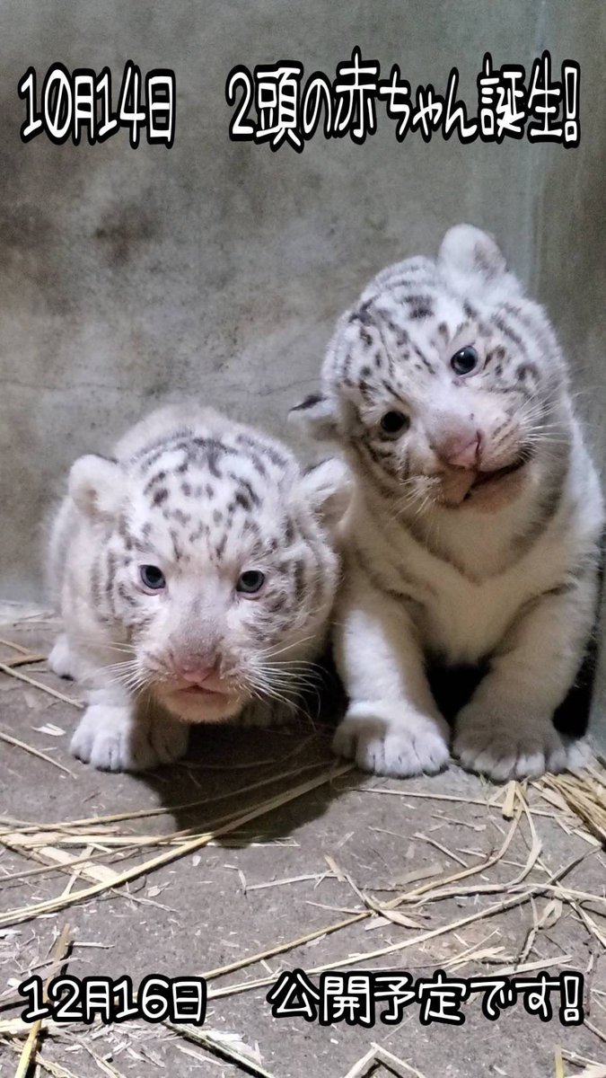 utsunomiya_zoo's tweet photo. ／
❣️お知らせ❣️
＼

１０月１４日に #ホワイトタイガー
♂#アース と♀#シラナミ に
#双子 の #赤ちゃん が誕生しました😊

【１２月１６日(土)】に公開予定✨

赤ちゃんの体調や天候等により
急遽、公開中止となる場合もございますので
予めご了承ください🙇‍♀️

#宇都宮動物園 https://t.co/wKYCG00zFG