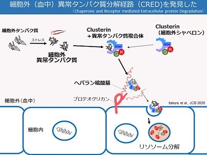 CBD_NETNEWS's tweet image. Clusteirnタンパク質は血液中をパトロールし、異常タンパク質を捕まえて、細胞内へ取り込み分解させることで、血液の中をきれいに保っていると考えられます。

chiba-u.ac.jp/research/coe_g…