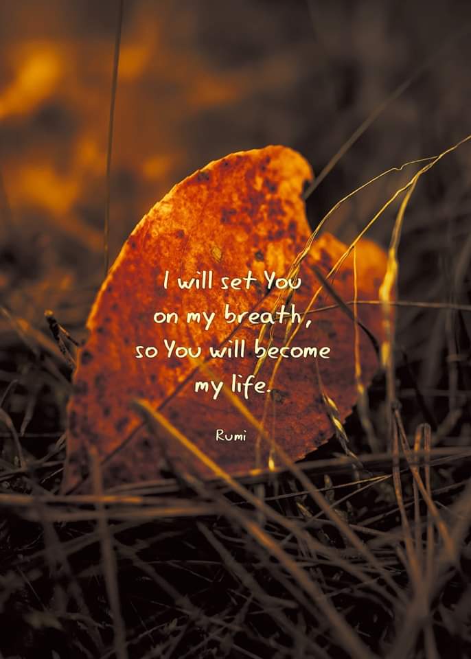 ASN_Sattar's tweet photo. "To place You in my heart may turn You 
into thought,
I will not do that.
To hold You with my eyes may turn You 
 into thorn,
I will not do that.
I will set You on my breath, so You
will become my life."

🧡 Rumi https://t.co/tKxhIqmU7h