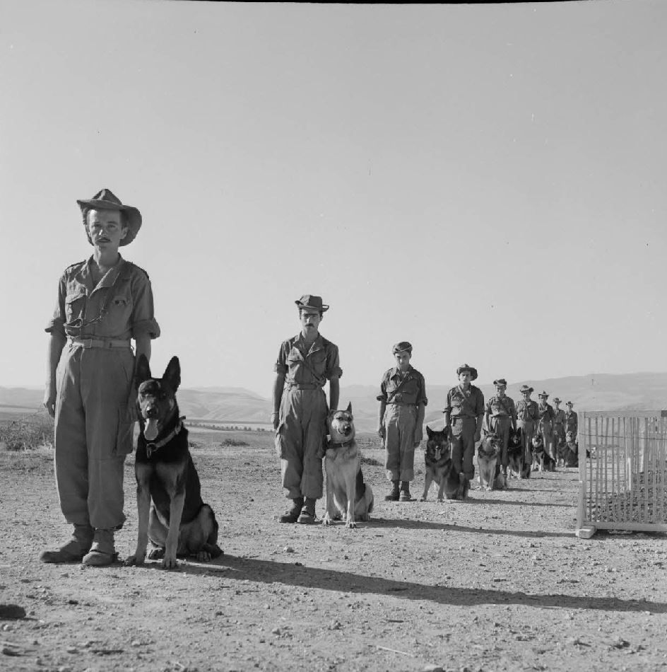 6 octobre 1956 – Redjas (Algérie) Les soldats du 4e peloton cynophile posent avec leurs chiens sur le terrain d’entraînement. Réf. : ALG 56-288 R11 © Jean Bouvier/ECPAD/Défense #ecpad @Armees_Gouv