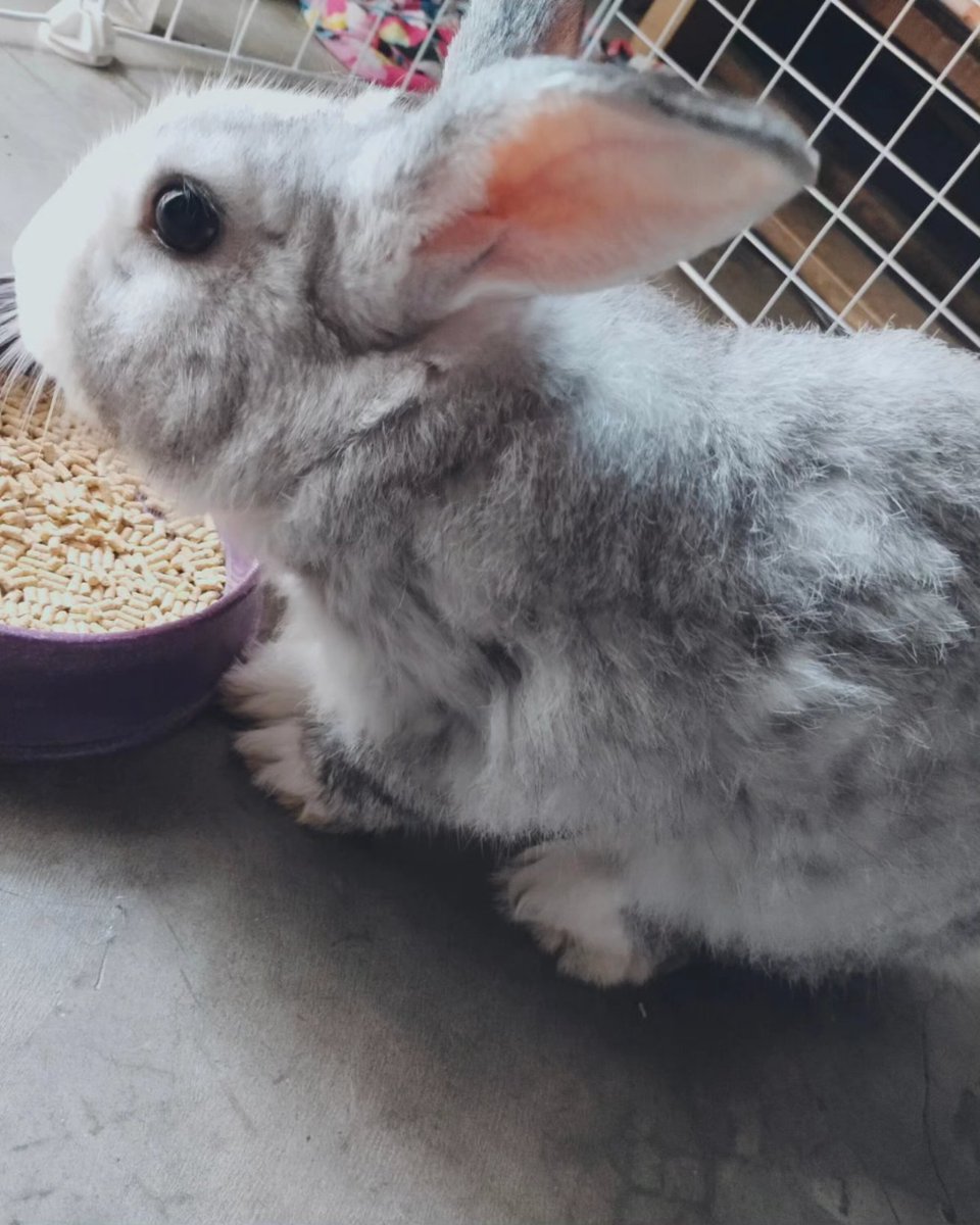 YachiroCoser's tweet photo. Long time no see everyone! This is our pet Jirou. Took some photos while we let him stroll in a bigger space. 
#bunnies https://t.co/hcVBhpKekV