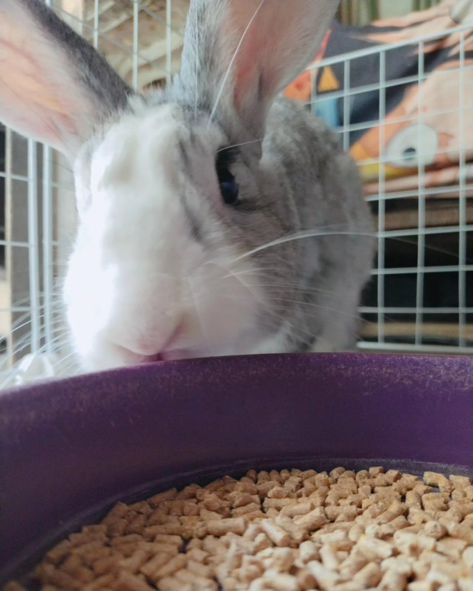 YachiroCoser's tweet photo. Long time no see everyone! This is our pet Jirou. Took some photos while we let him stroll in a bigger space. 
#bunnies https://t.co/hcVBhpKekV