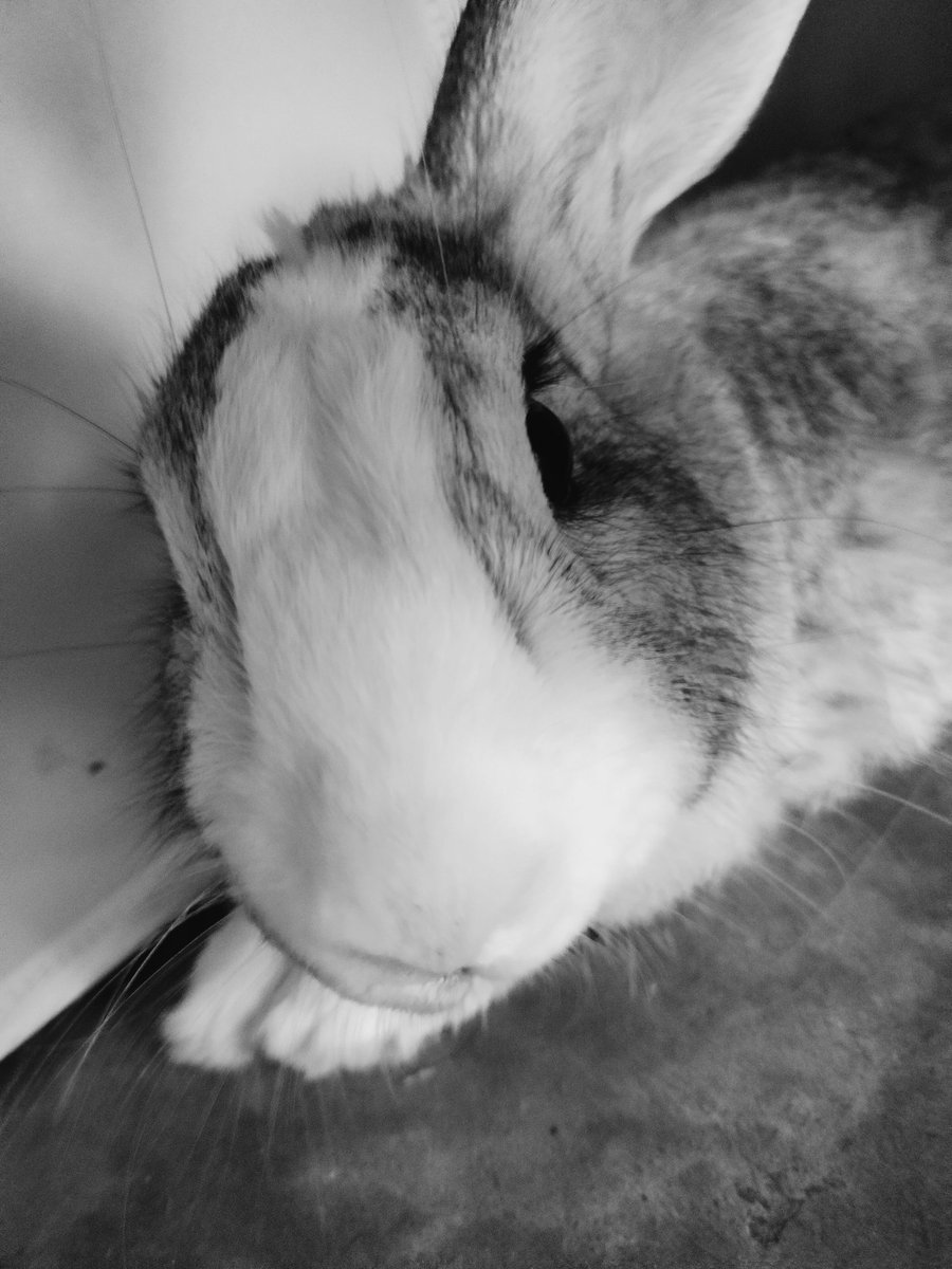 YachiroCoser's tweet photo. Also Jirou in bnw

#bunnies https://t.co/XwZkEyepNJ