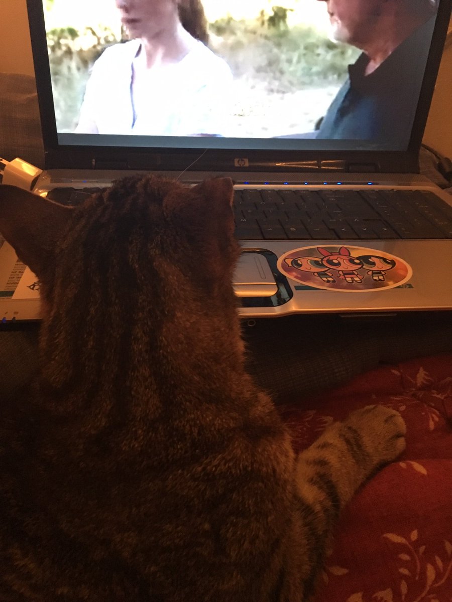 KITTEHSofYVR's tweet image. Or they are watching movies with you

#kittehs #cats #CatsOnX