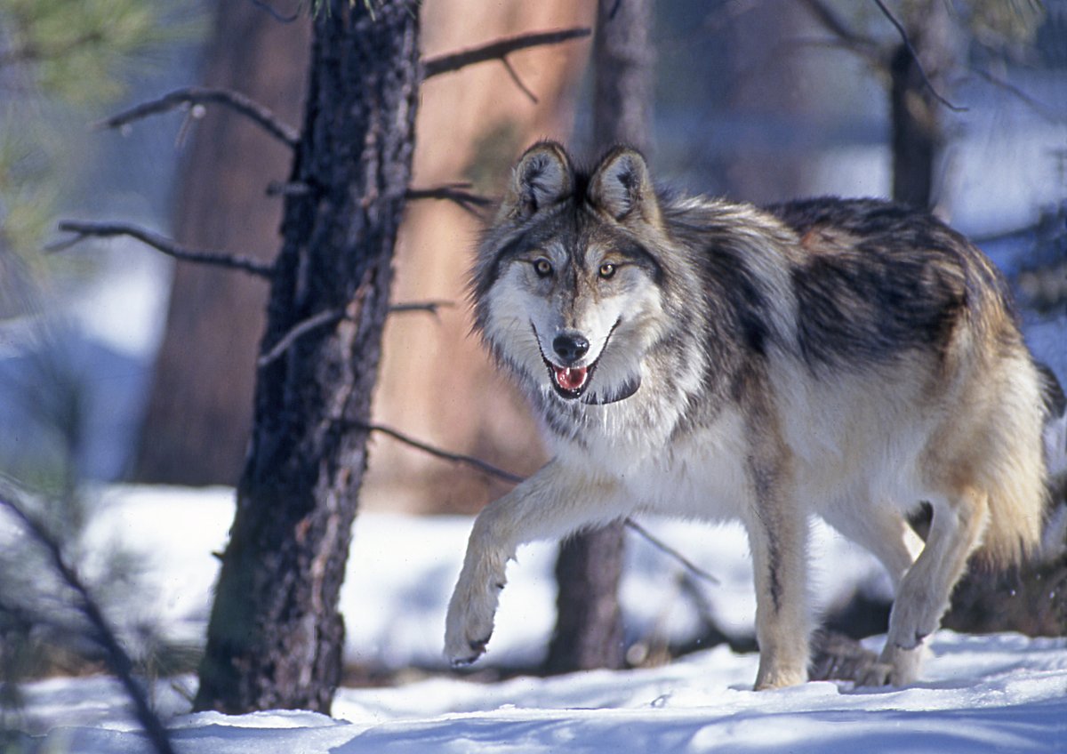 azgfd's tweet photo. Our #WolfWeek celebration of the 25th anniversary of the reintroduction of Mexican wolves to the U.S. is coming to an end, but it's not the end of our updates! If you want to keep up with recovery efforts, sign up for our Mexican Wolf E-newsletter at https://t.co/AEzQvgG8MQ. 🐺 https://t.co/AONRpaIiJo
