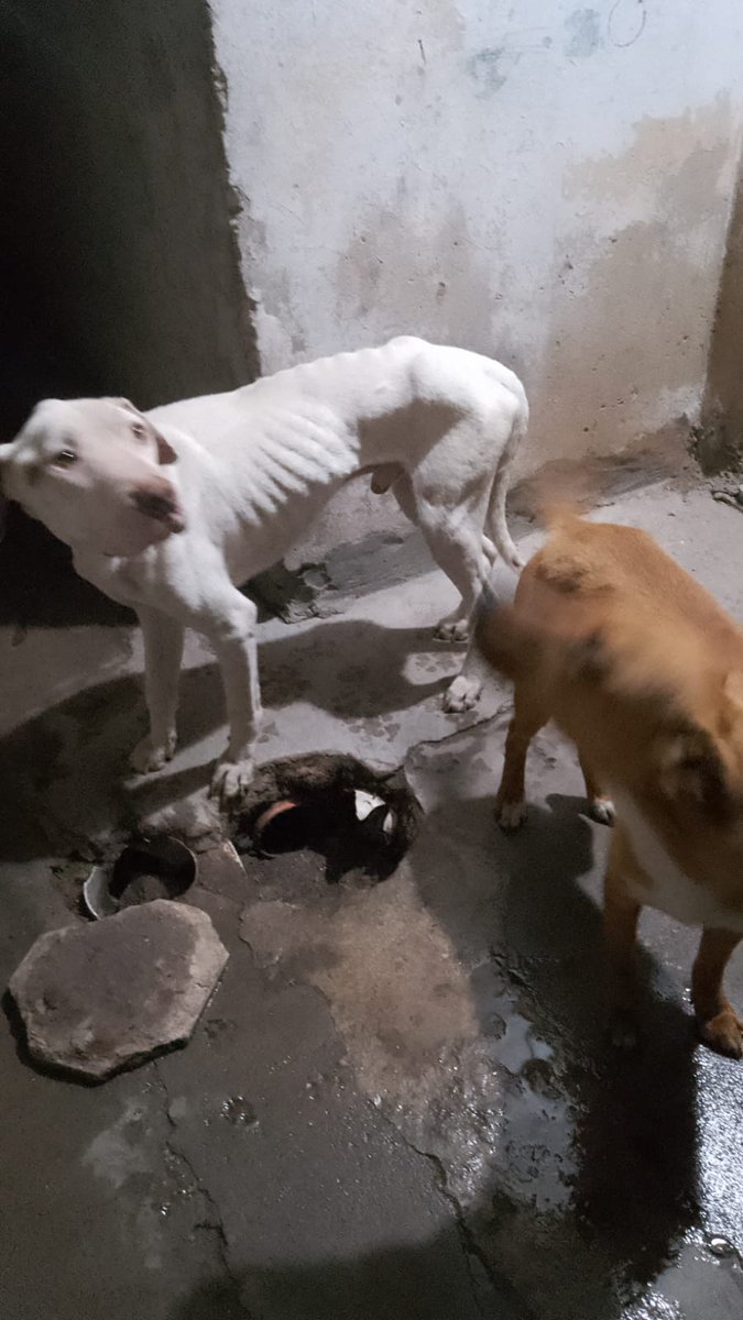 patripeyrou's tweet photo. Rt
Urgente
Los tienen encerrados y no les dan de comer
+54 9 11 6688-8155 https://t.co/B7UhnuKwlf