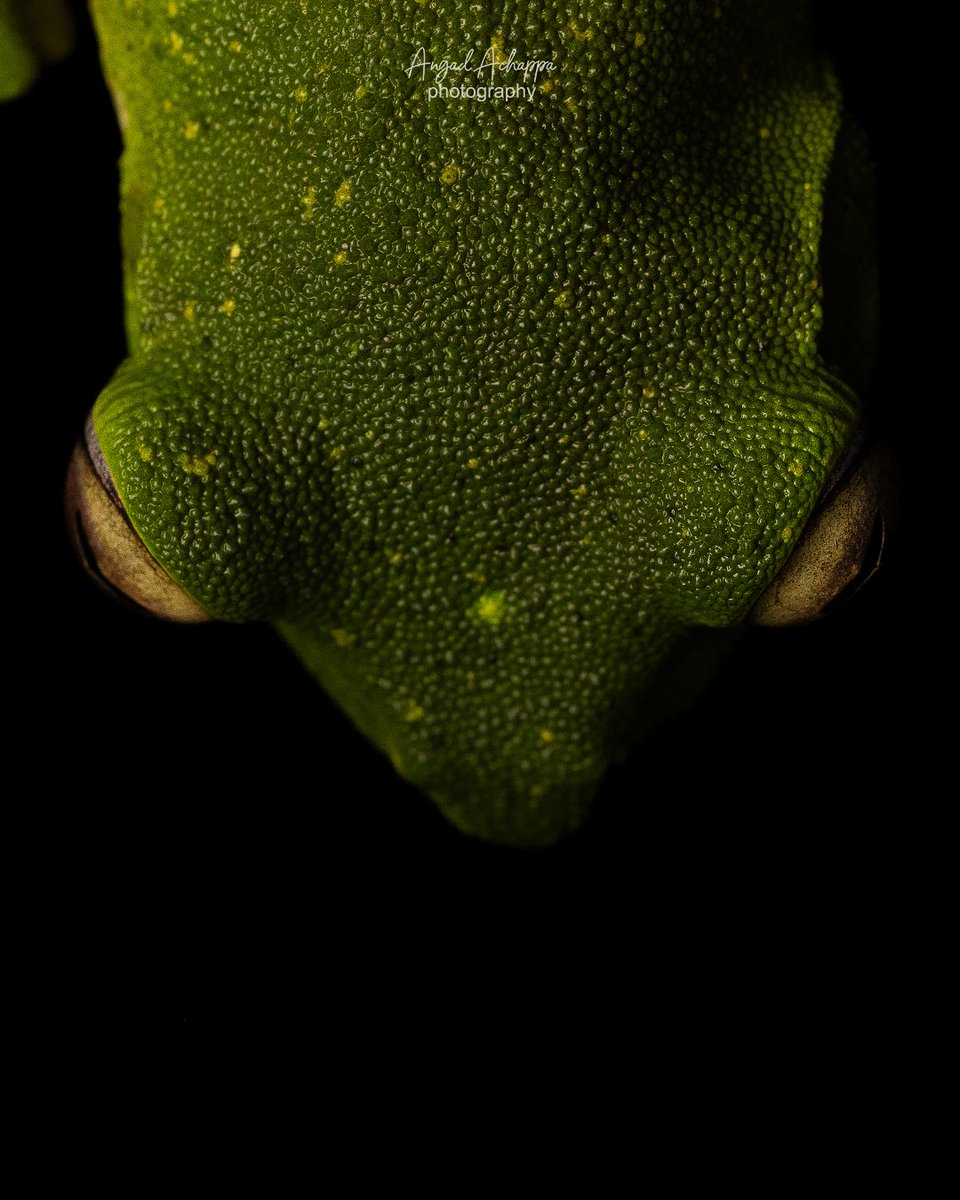angadachappa's tweet photo. Malabar Gliding Frog
Wayanad, Kerala

@NikonIndia #nikonindia #nikonindiaofficial

#angadachappaphotography #wildlifephotographer #photographer #wayanad #frog #frogsofindia #amphibians #natgeo #natgeoindia #earthcapture #ngtindia #discovery #nature #macro https://t.co/tM72qBvXwd