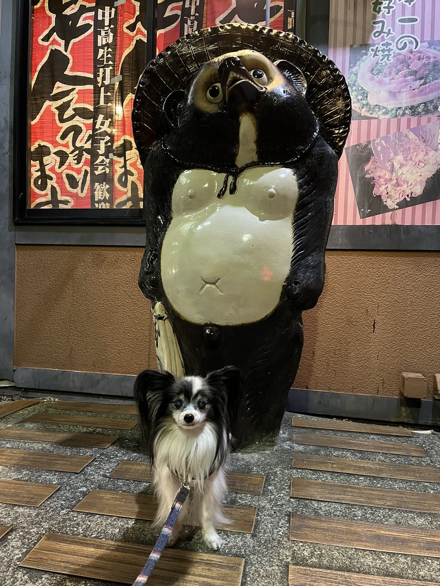 puruyu's tweet photo. 夜散歩の途中、なぜかむいむい引っ張って行ってドヤっ！とポーズをとるので撮ってあげました。 https://t.co/2TcysVjcxI